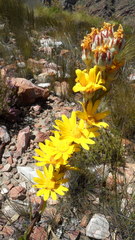 Osteospermum junceum