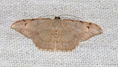 Luxiaria hypaphanes