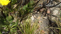 Osteospermum junceum