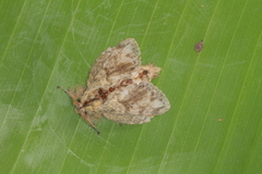 Euglyphis submarginalis