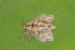 Euglyphis submarginalis