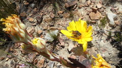 Osteospermum junceum