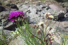Vernonanthura nudiflora