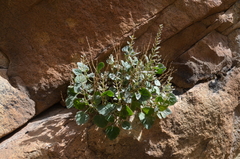 Scutellaria schugnanica
