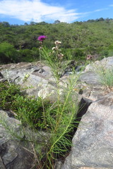 Vernonanthura nudiflora