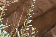 Scutellaria schugnanica