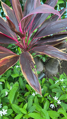 Cordyline fruticosa