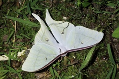 Actias aliena
