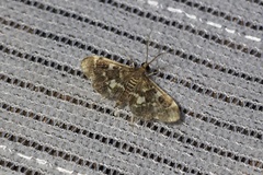 Piletocera sodalis
