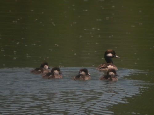 Bufflehead photographed in Idaho