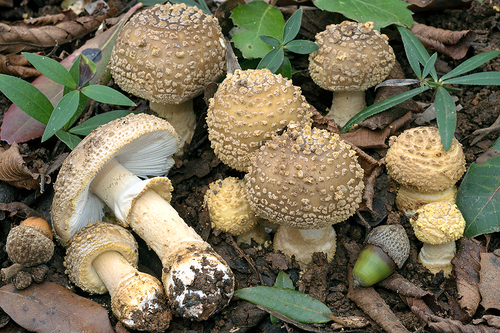 Franchet's Amanita