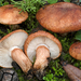 Tricholoma fracticum - Photo (c) Federico Calledda, some rights reserved (CC BY-NC), uploaded by Federico Calledda