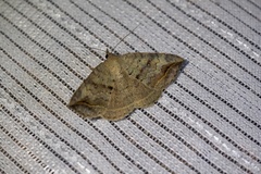 Blasticorhinus