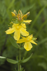 Hypericum attenuatum