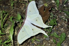 Actias aliena