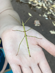 Phasmatinae