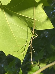 Phasmatinae