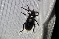 Prionus insularis