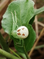 Diaea puncta