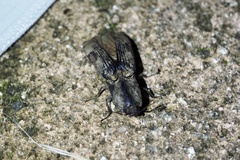 Cryptalaus larvatus pini