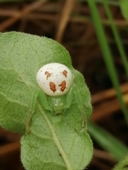 Diaea puncta