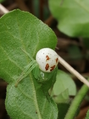 Diaea puncta