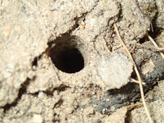 Portacosa