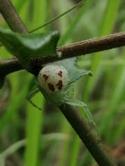 Diaea puncta