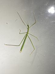 Phasmodes ranatriformis