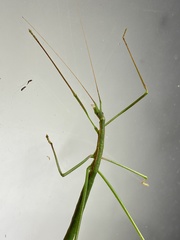 Phasmodes ranatriformis