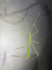 Phasmodes ranatriformis