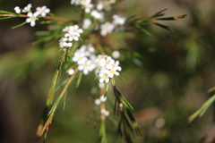 Baeckea linifolia