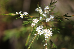Baeckea linifolia