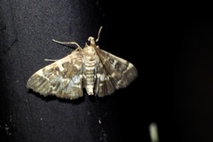 Piletocera sodalis