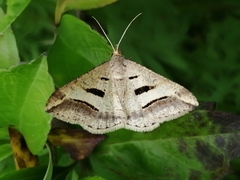 Chiasmia subcurvaria