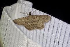 Hypomecis punctinalis