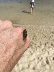 Physeema quadricincta