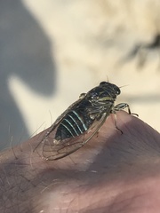 Physeema quadricincta