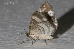 Melanthia procellata