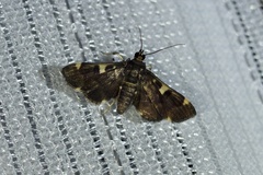 Piletocera aegimiusalis