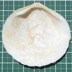 Scutarcopagia scobinata