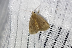 Rivula plumipes