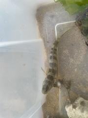 Cryptocentrus melanopus