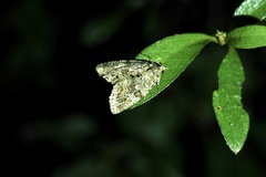 Protodeltote distinguenda