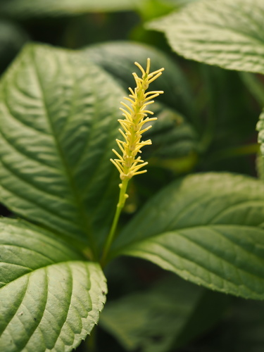 Chloranthus holostegius