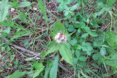 Galearis camtschatica