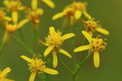 Senecio inornatus