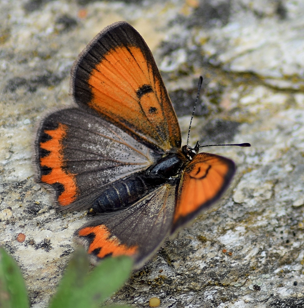 Small copper (Lycaena phlaeas)
