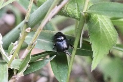Onthophagus lenzii