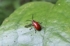 Lilioceris subpolita